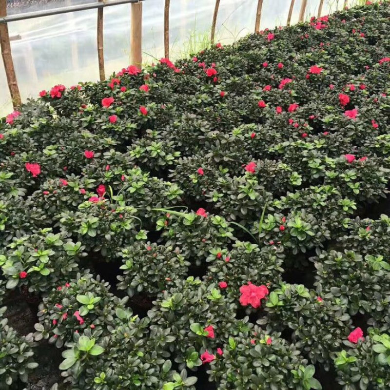 杜鹃花盆景，各个规格，