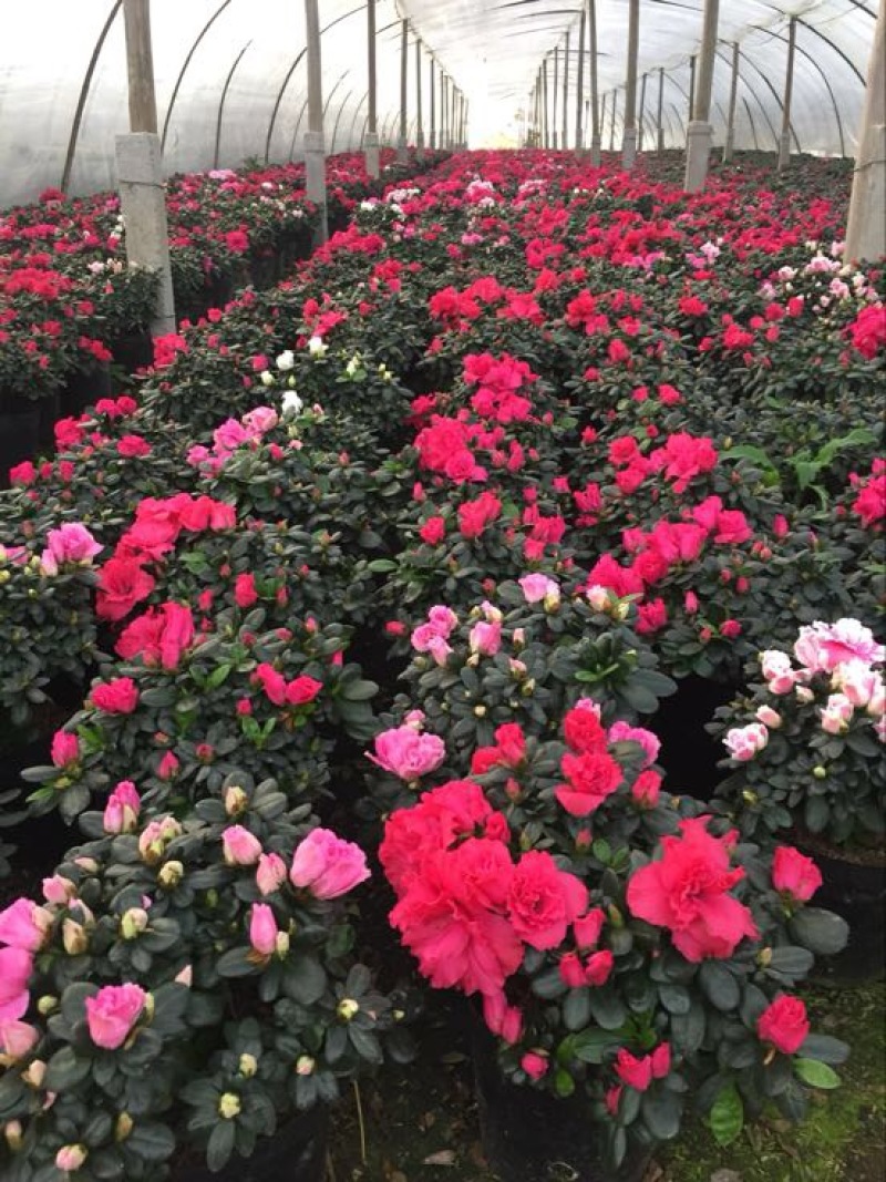 杜鹃花盆景，各个规格，