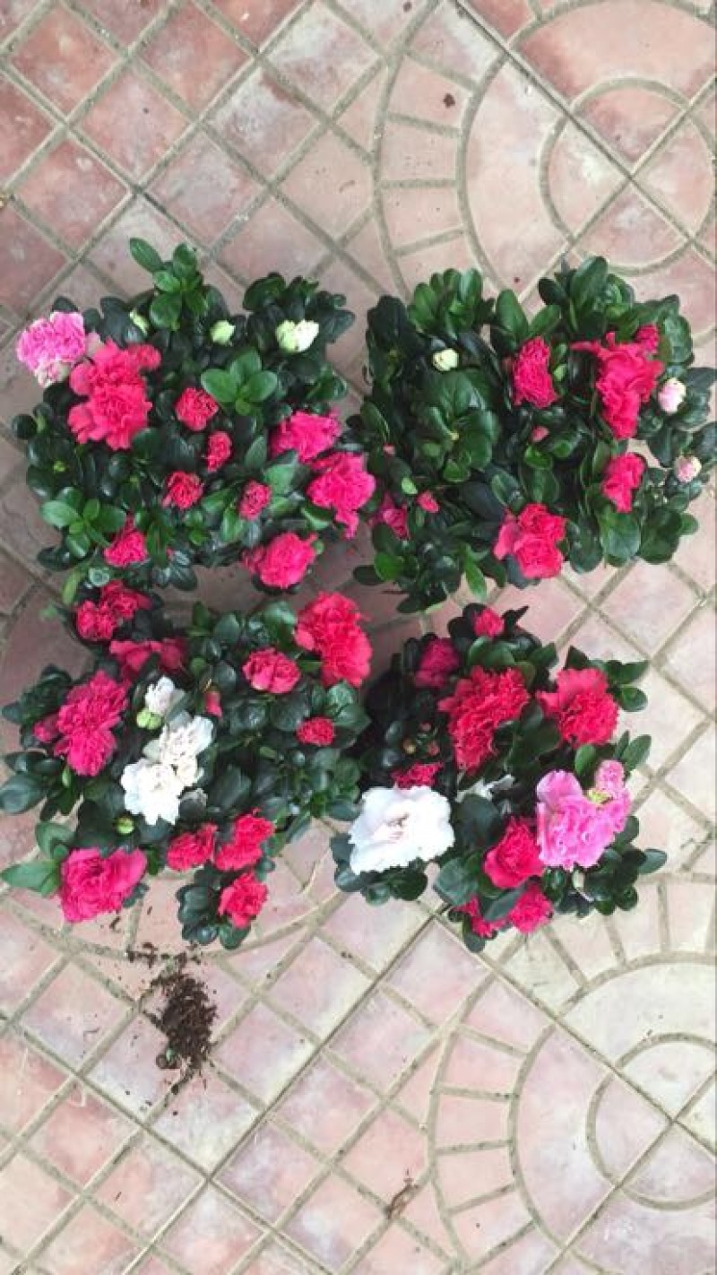 杜鹃花盆景，各个规格，
