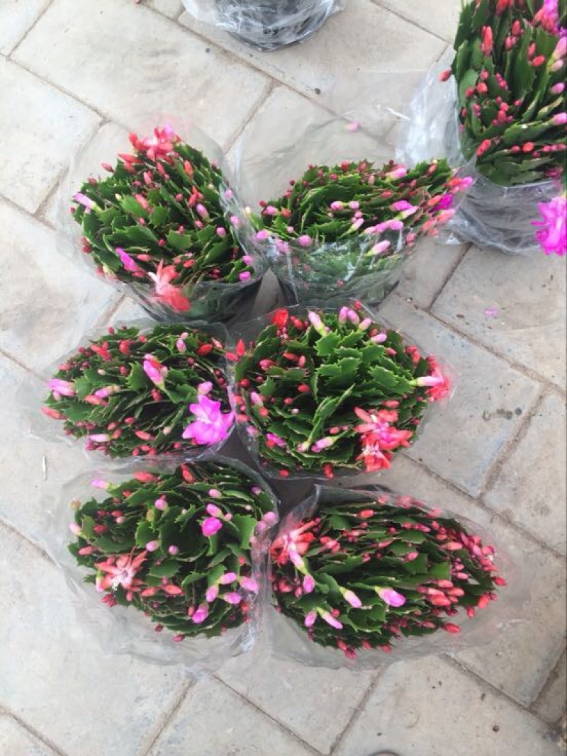 蟹爪兰，各种颜色蟹爪兰