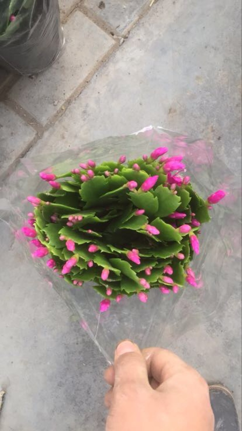 蟹爪兰，各种颜色蟹爪兰