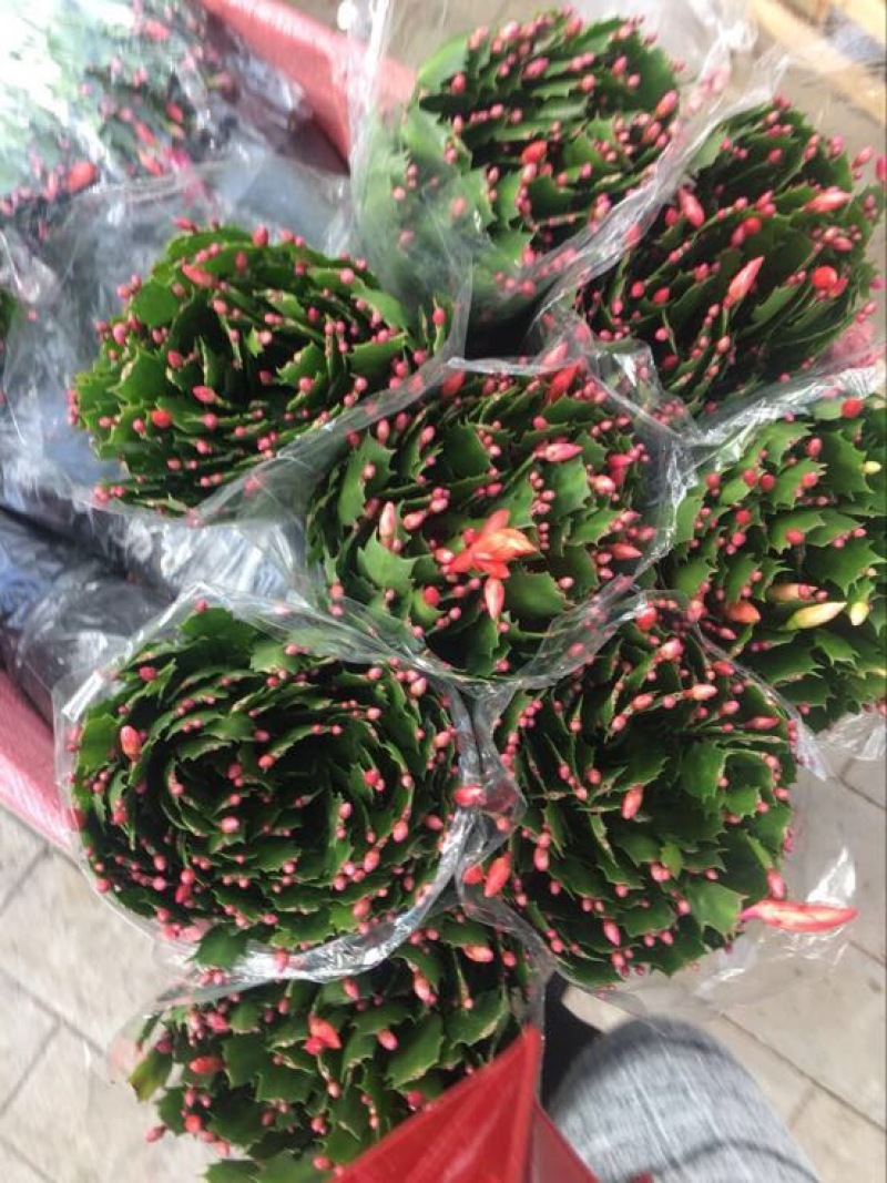 蟹爪兰，各种颜色蟹爪兰