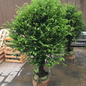 南方红豆杉20cm以上4~6cm1.5~2米