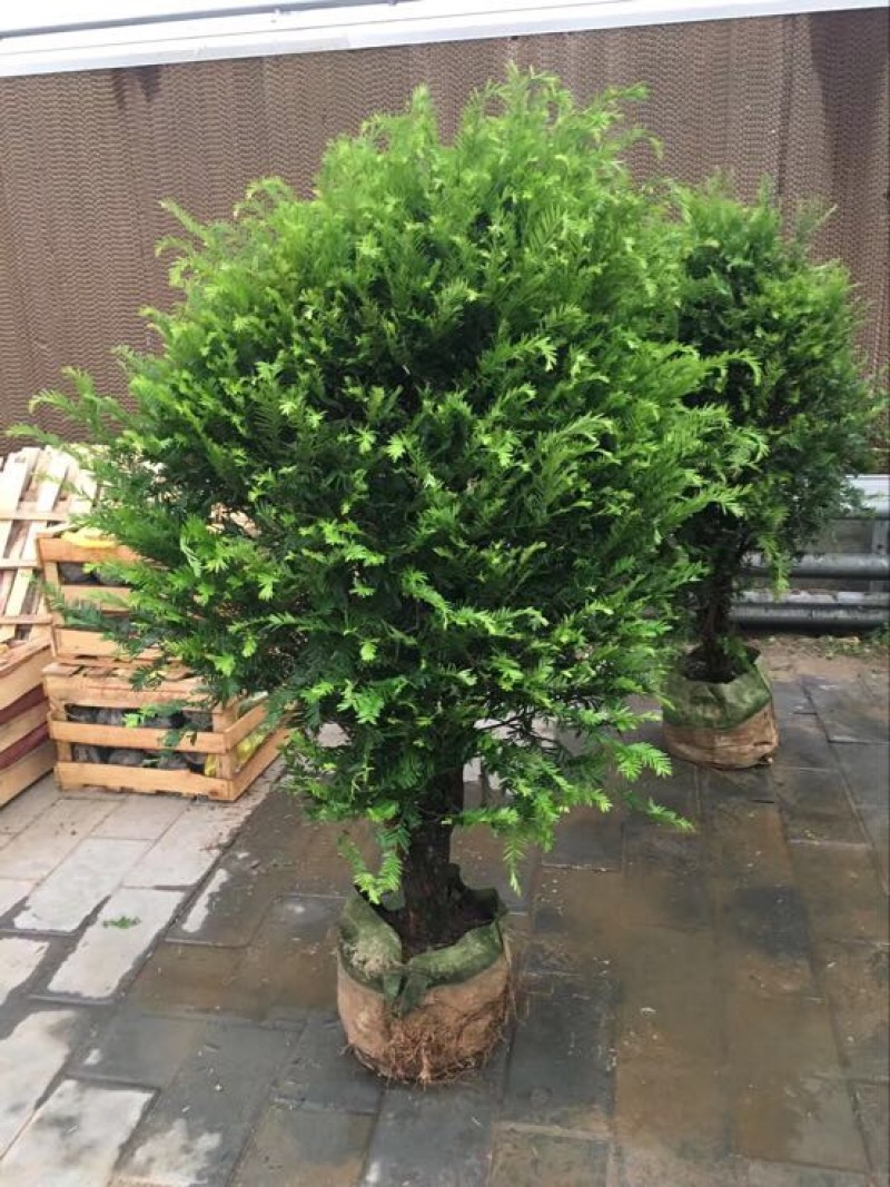 南方红豆杉20cm以上4~6cm1.5~2米