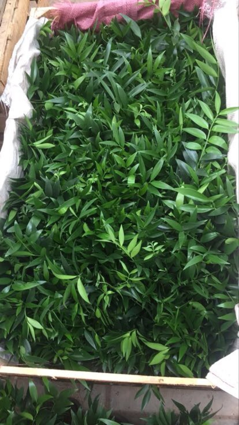 南方红豆杉20cm以上4~6cm1.5~2米