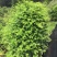 南方红豆杉20cm以上4~6cm1.5~2米