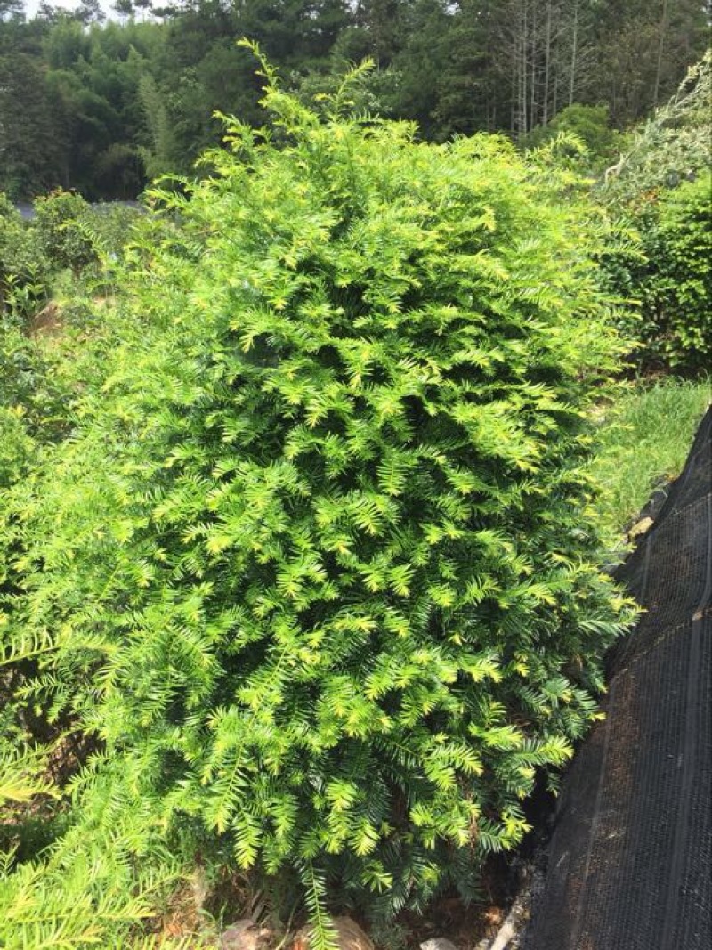 南方红豆杉20cm以上4~6cm1.5~2米