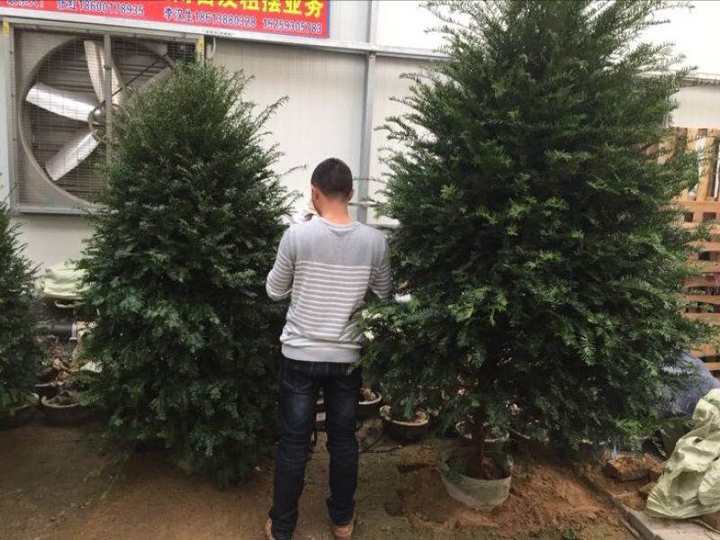 南方红豆杉20cm以上4~6cm1.5~2米
