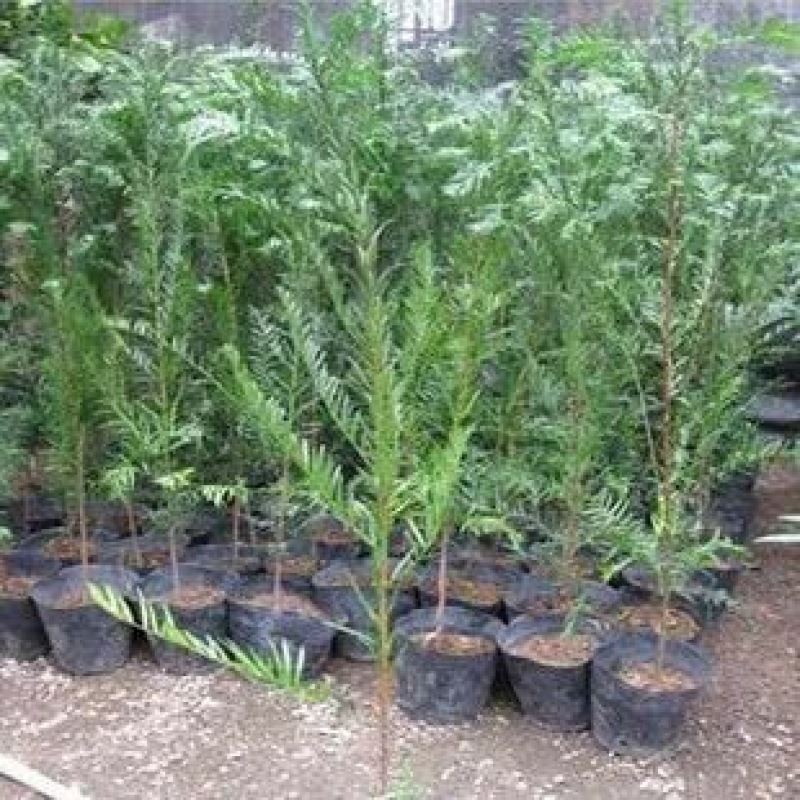 南方红豆杉20cm以上4~6cm1.5~2米