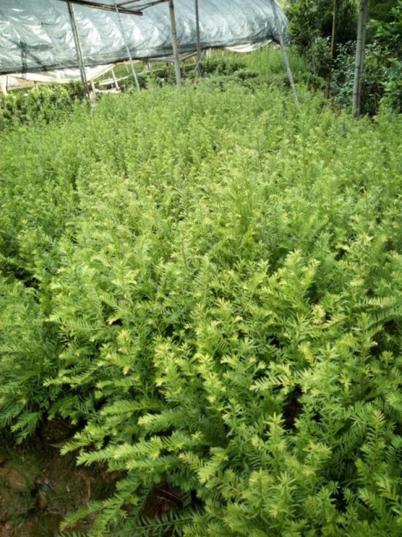 南方红豆杉20cm以上4~6cm1.5~2米