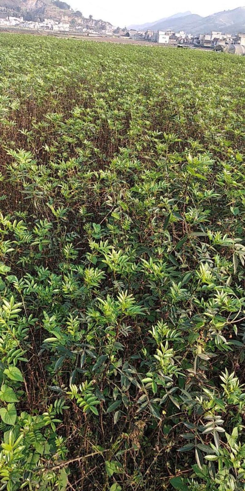 花椒苗1~2年