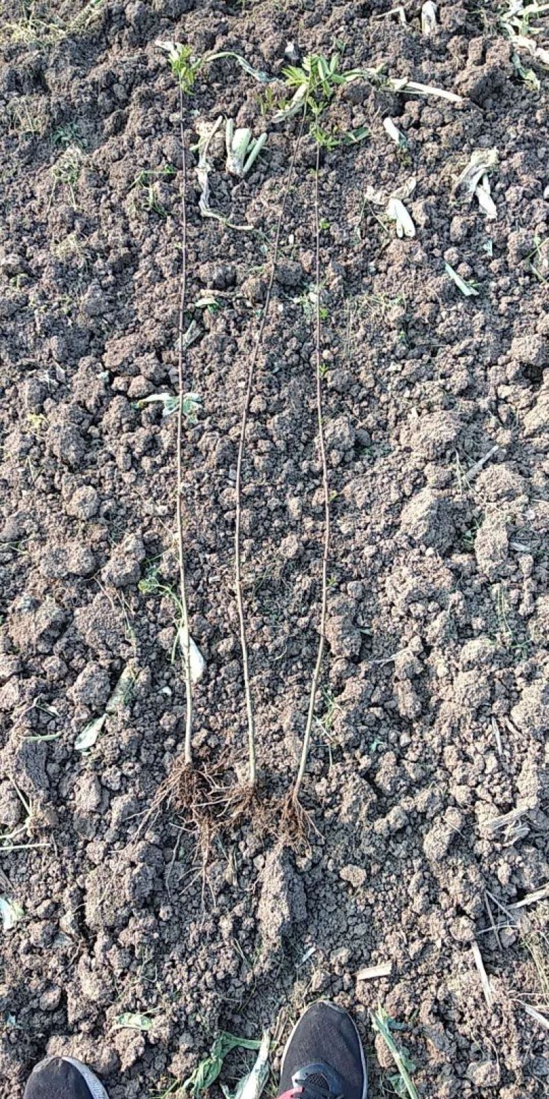花椒苗1~2年