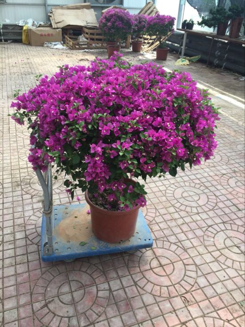 三角梅30~50cm