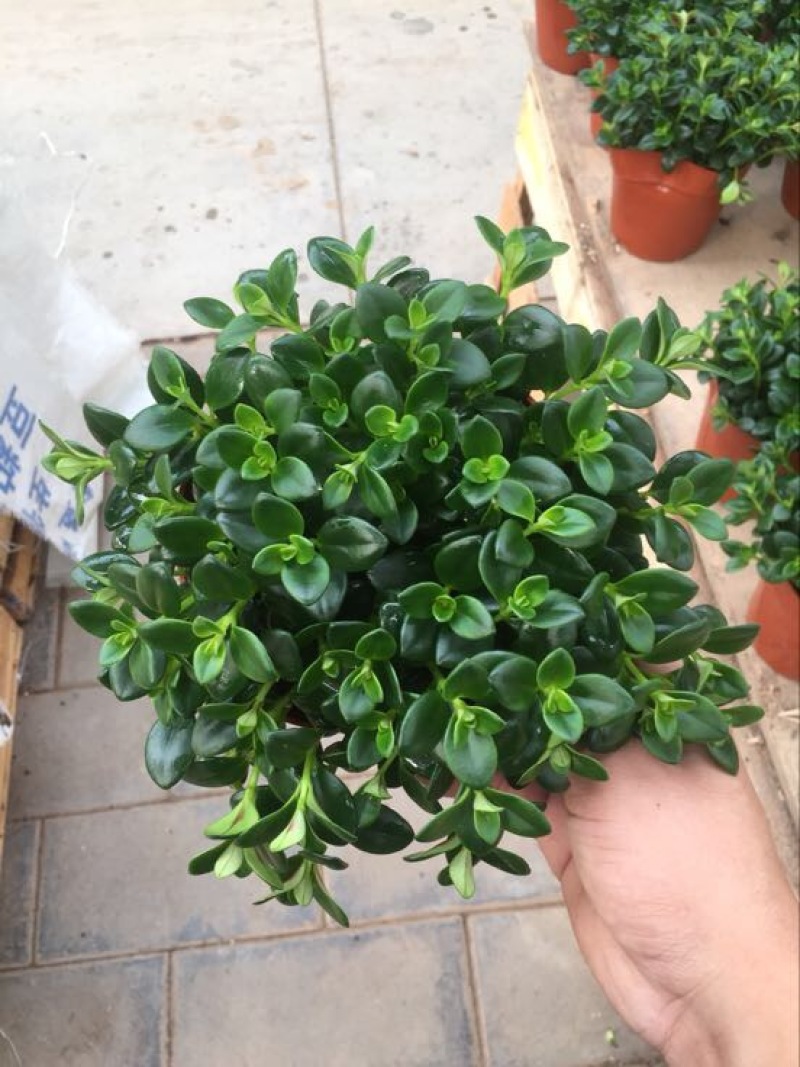 金鱼草，金鱼吊兰，袋鼠花