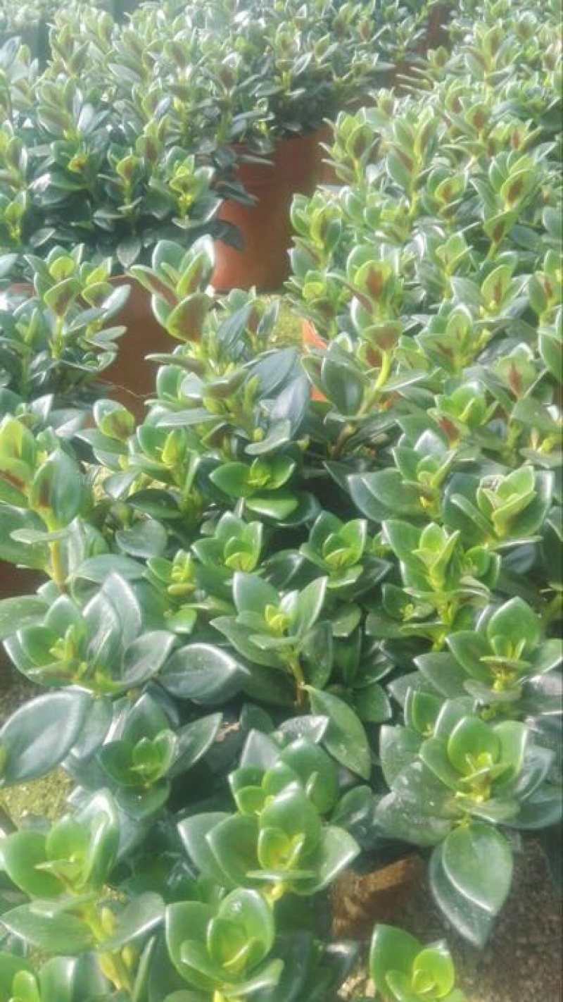 金鱼草，金鱼吊兰，袋鼠花