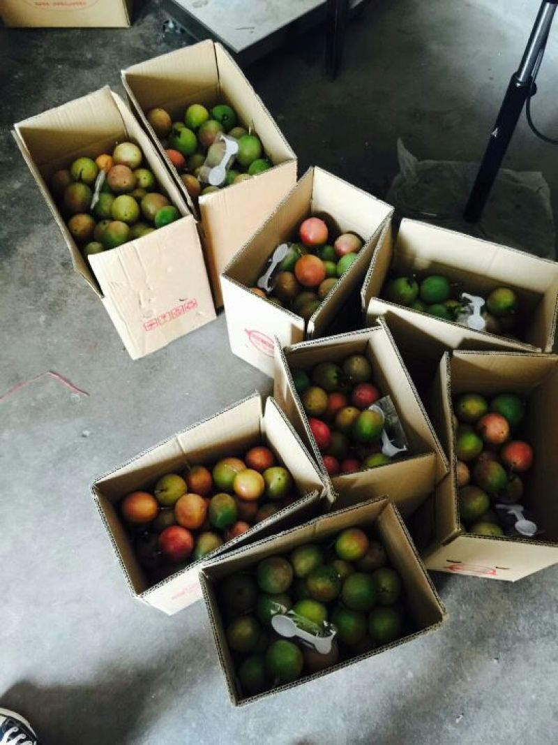 紫香一号紫果80~90g