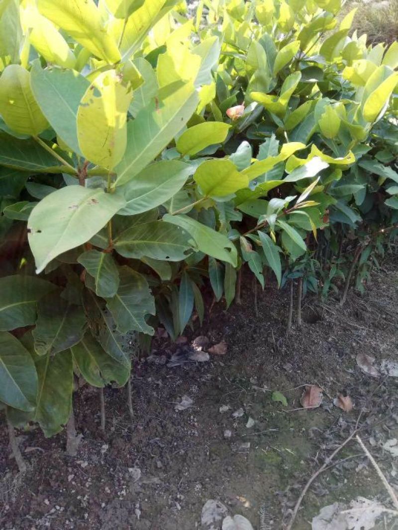 莲雾种苗