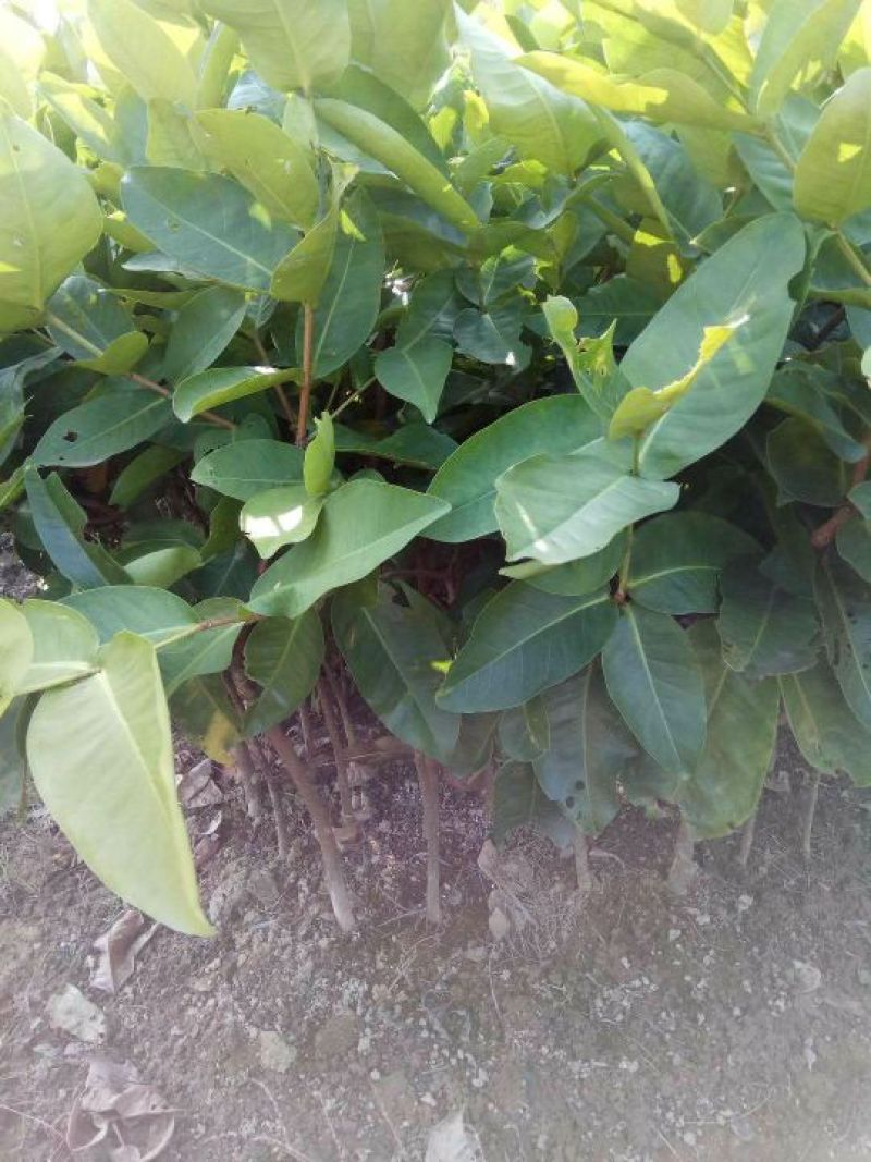 莲雾种苗