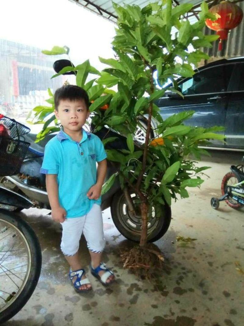 莲雾种苗