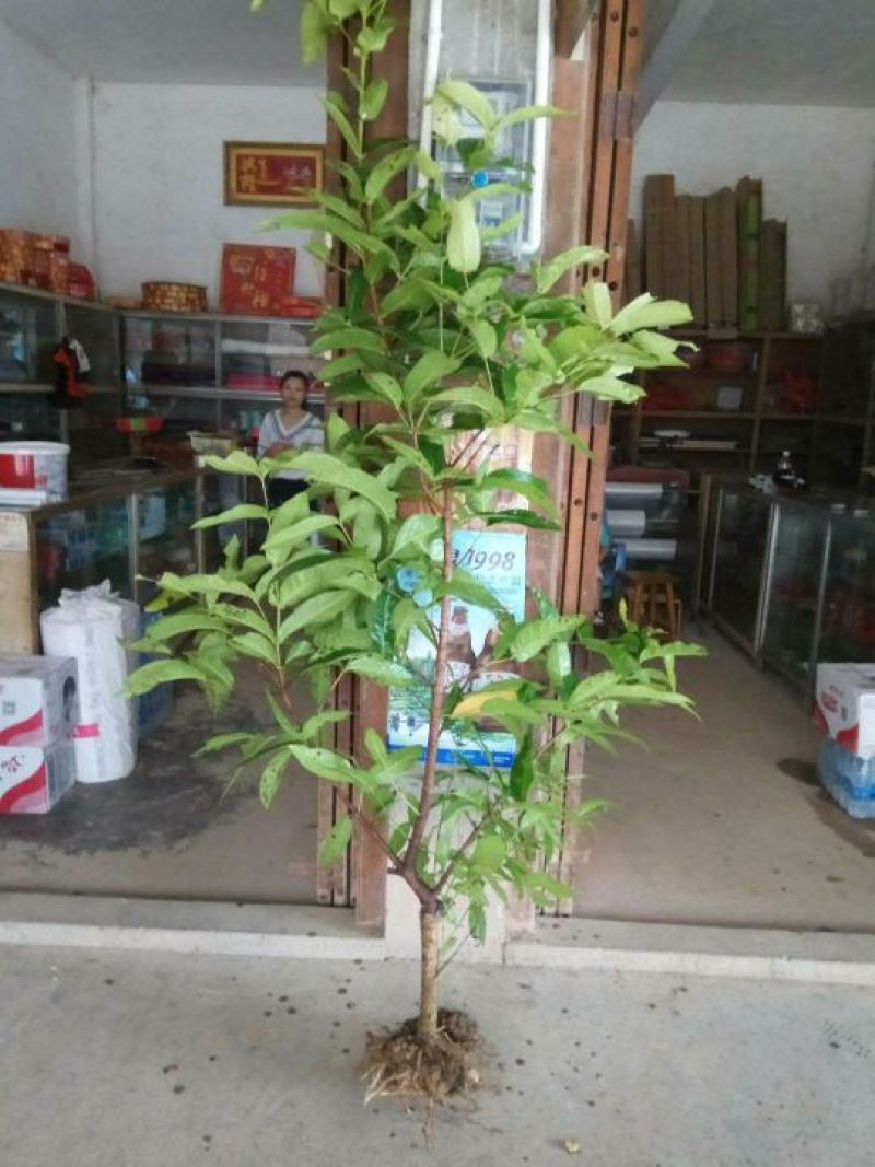 莲雾种苗