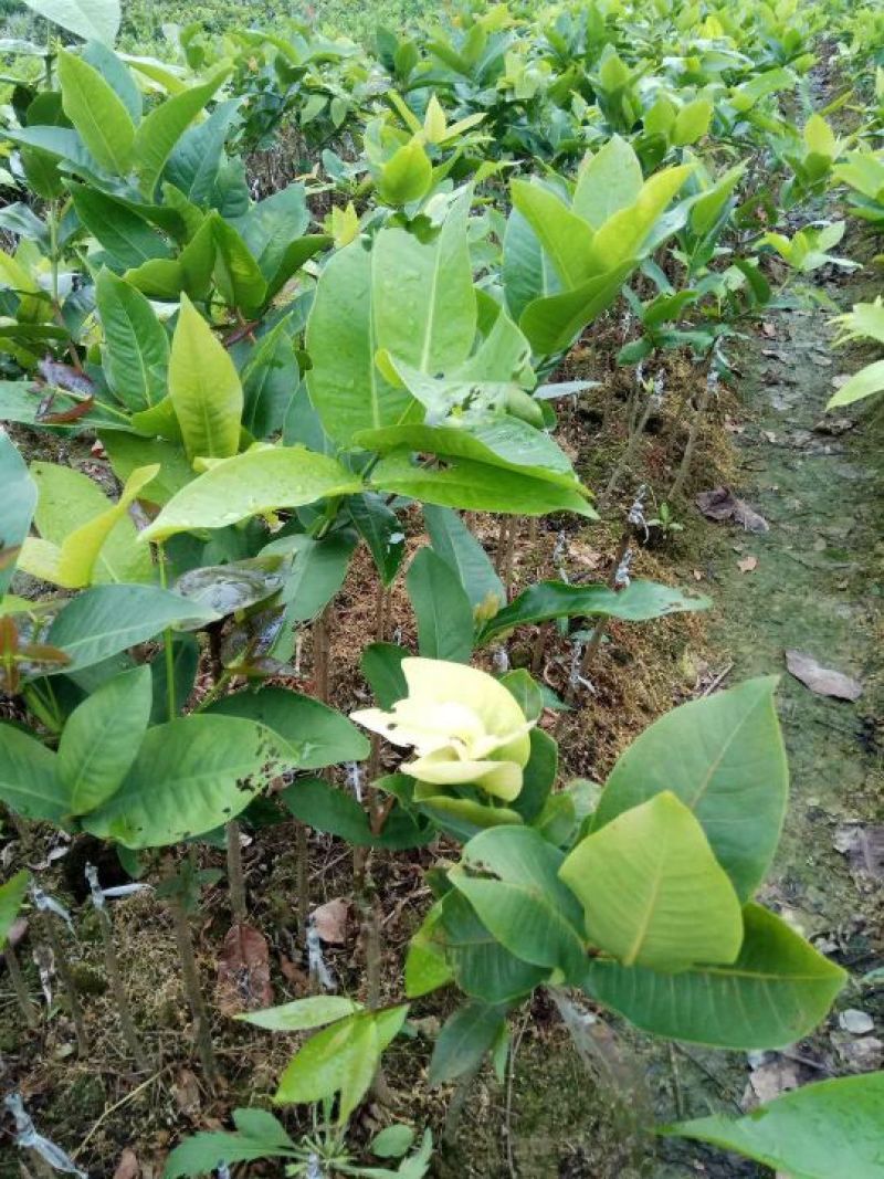 莲雾种苗