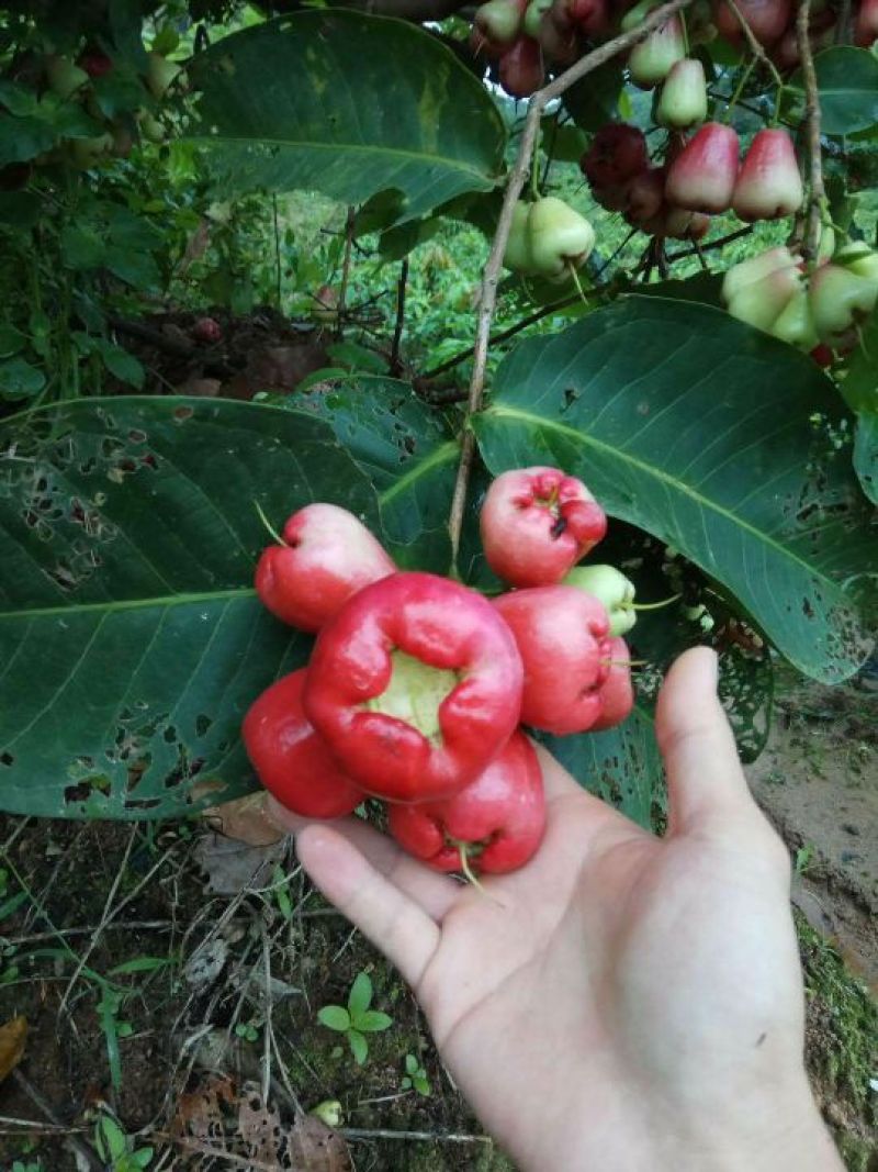 莲雾种苗