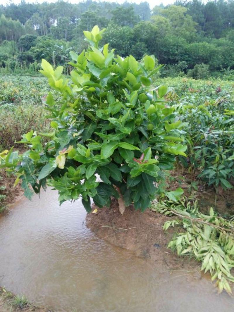 莲雾种苗