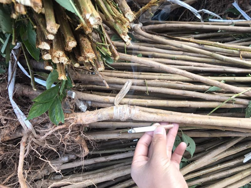 苗圃现挖李子树苗恐龙蛋味帝法兰西黄金奈李玫瑰皇后
