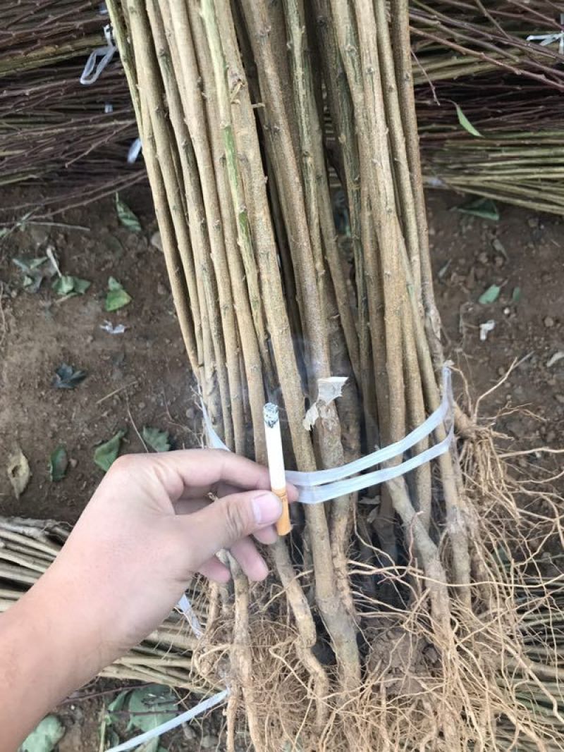 苗圃现挖李子树苗恐龙蛋味帝法兰西黄金奈李玫瑰皇后