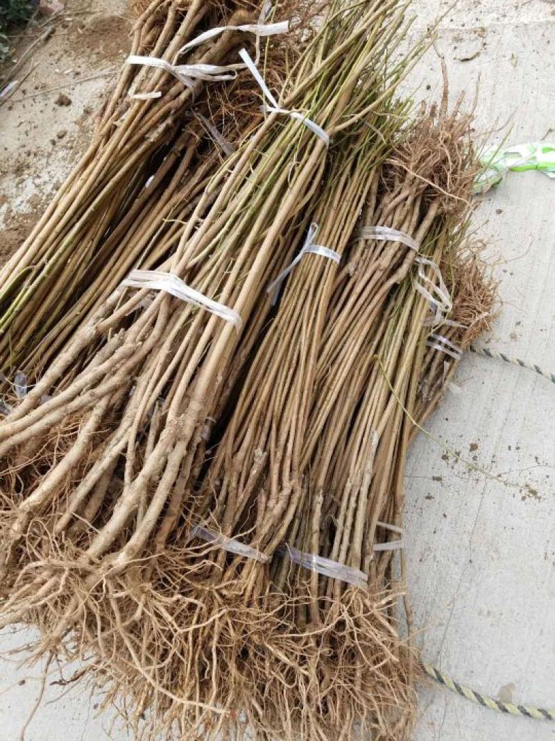 苗圃现挖李子树苗恐龙蛋味帝法兰西黄金奈李玫瑰皇后