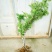 三华李树苗50~100cm