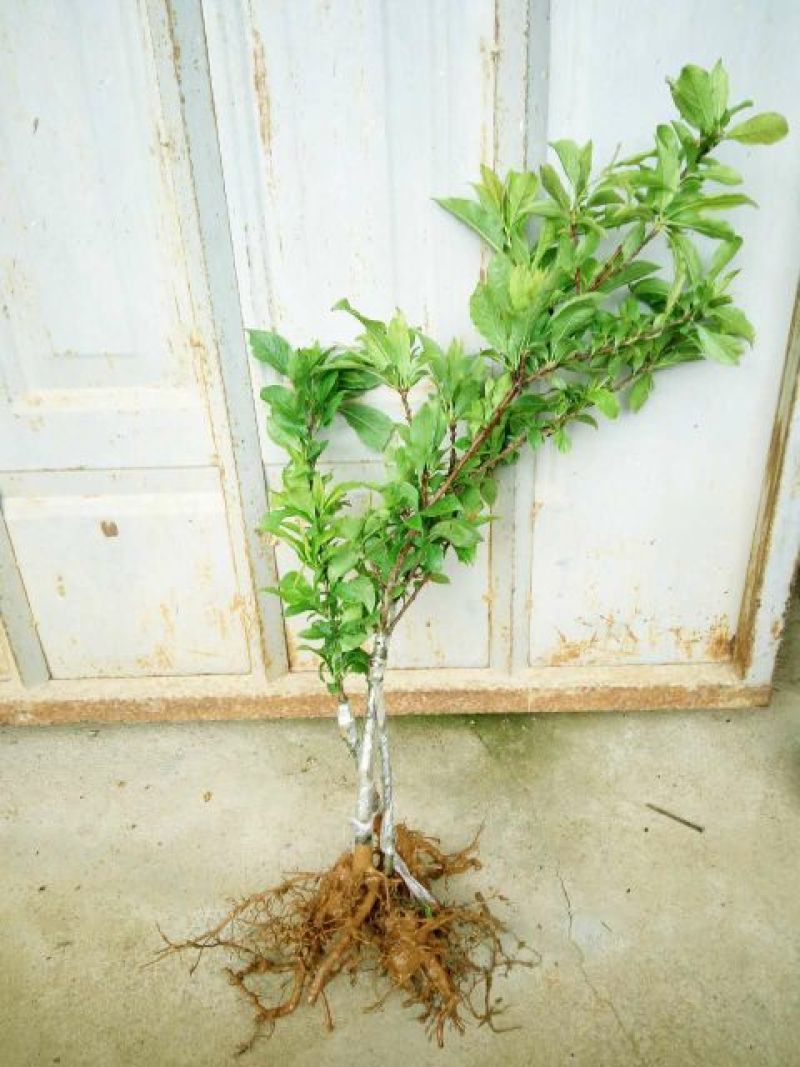 三华李树苗50~100cm
