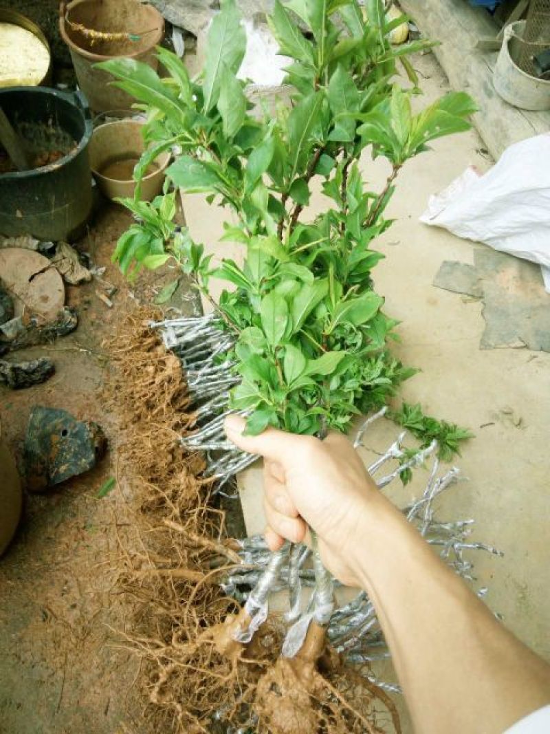 三华李树苗50~100cm