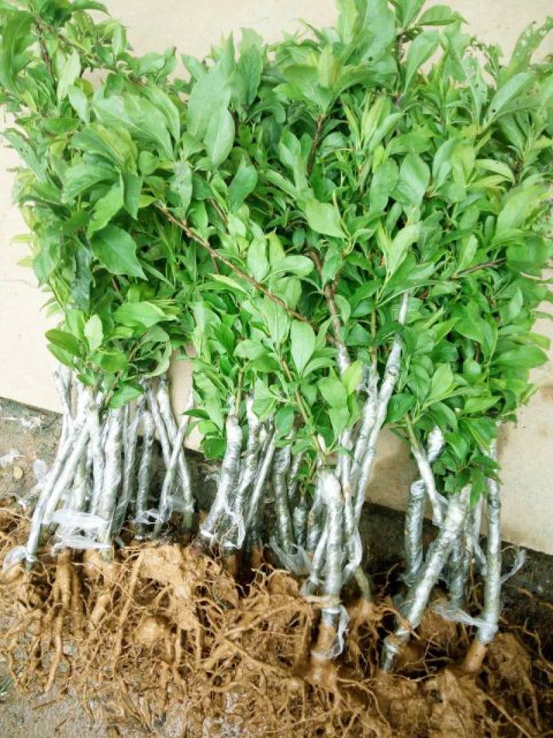 三华李树苗50~100cm
