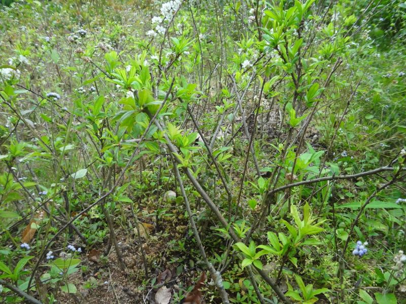 三华李树苗50~100cm