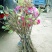 青枣苗30~50cm