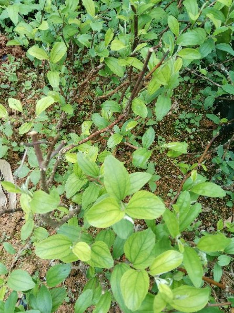青枣苗30~50cm