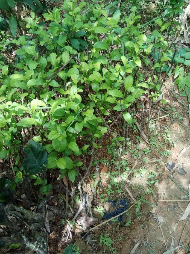 青枣苗30~50cm