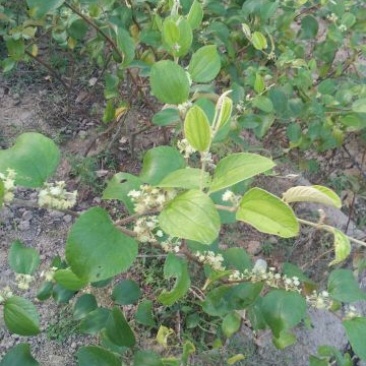 青枣苗30~50cm