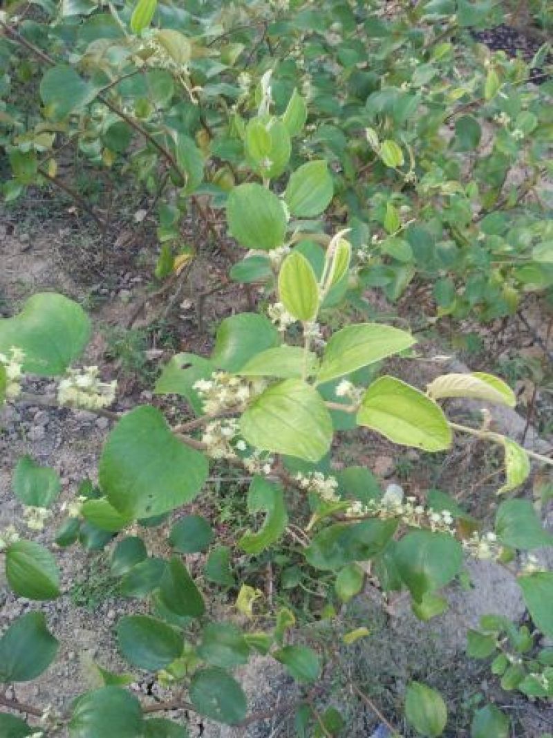 青枣苗30~50cm