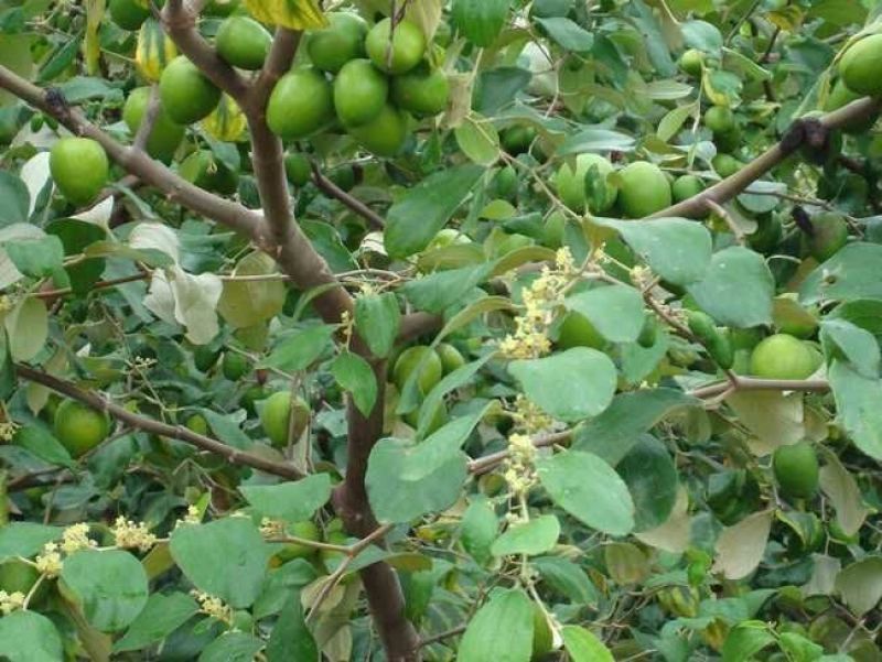 青枣苗30~50cm
