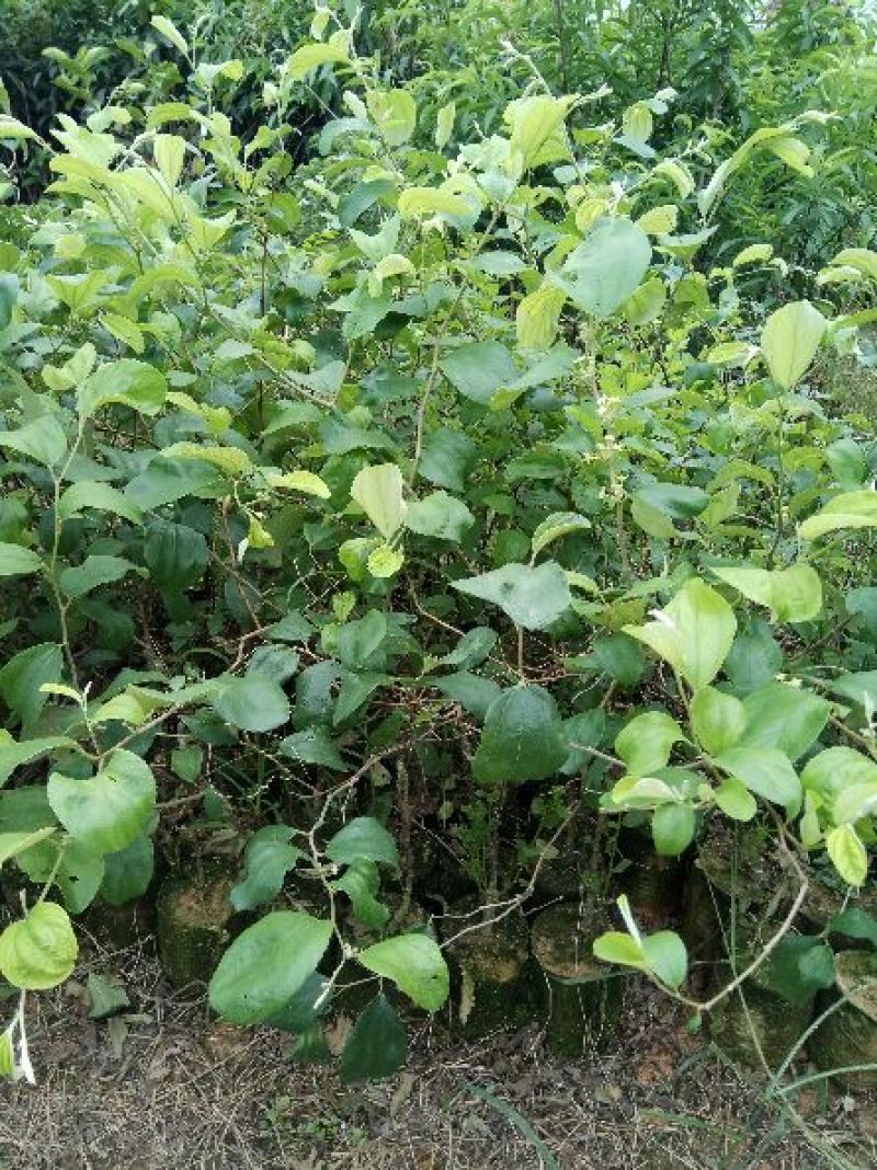 青枣苗30~50cm