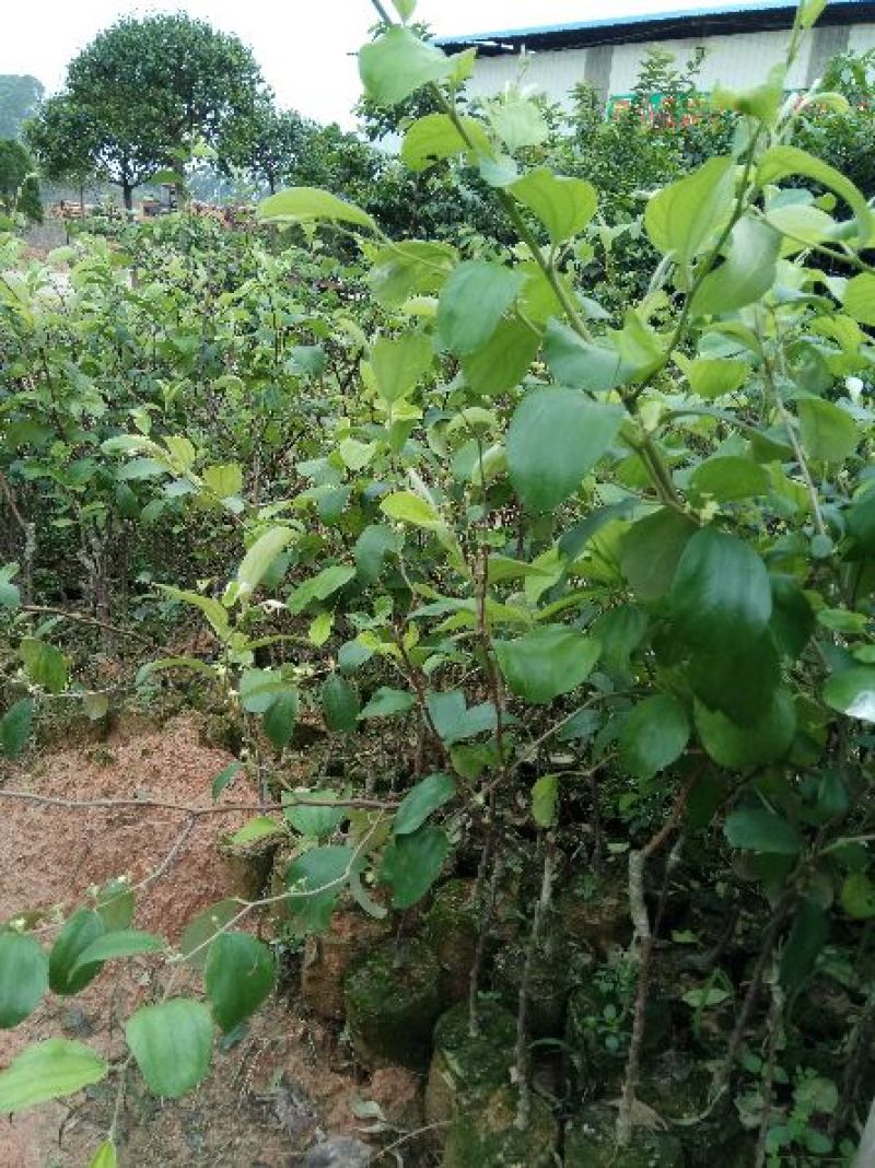 青枣苗30~50cm