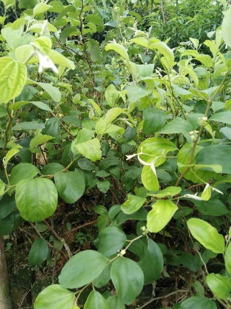 青枣苗30~50cm