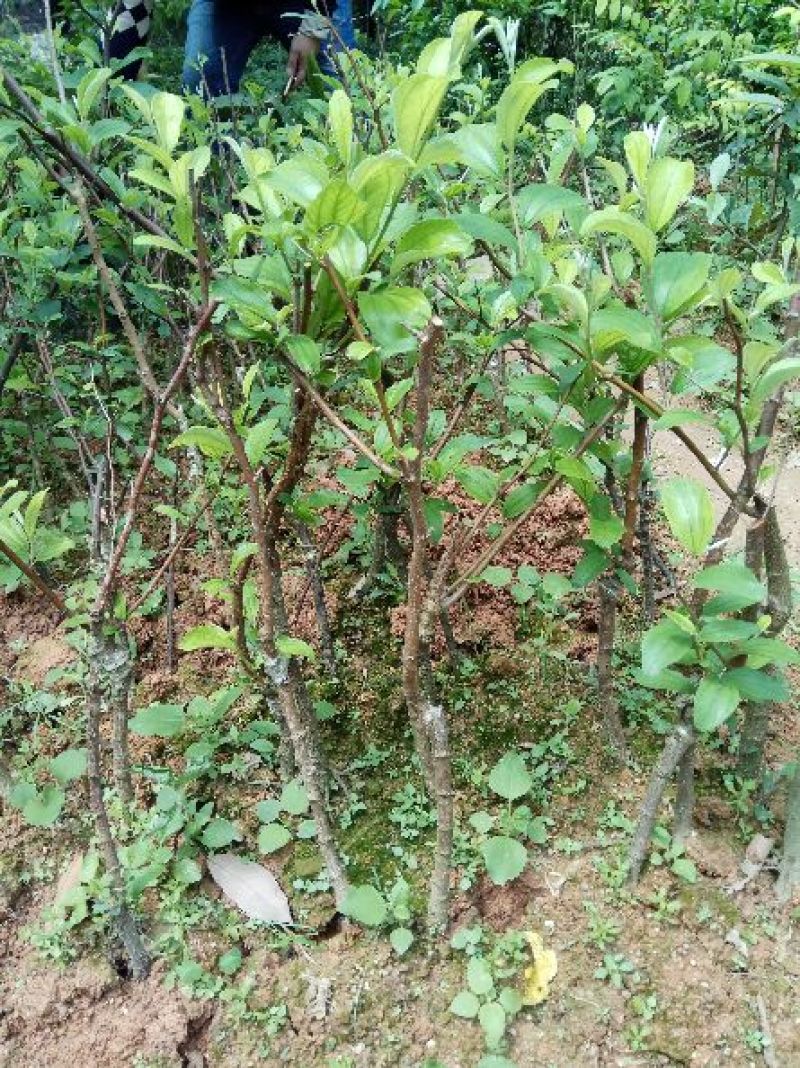 青枣苗30~50cm