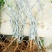 青枣苗30~50cm