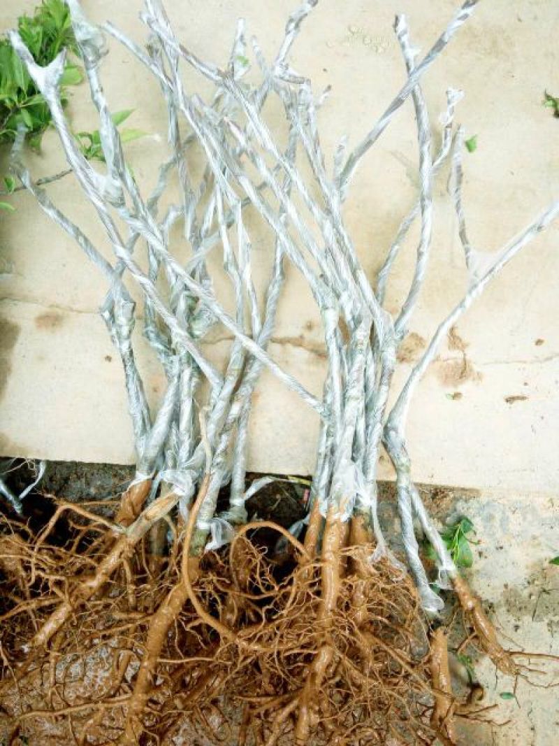 青枣苗30~50cm