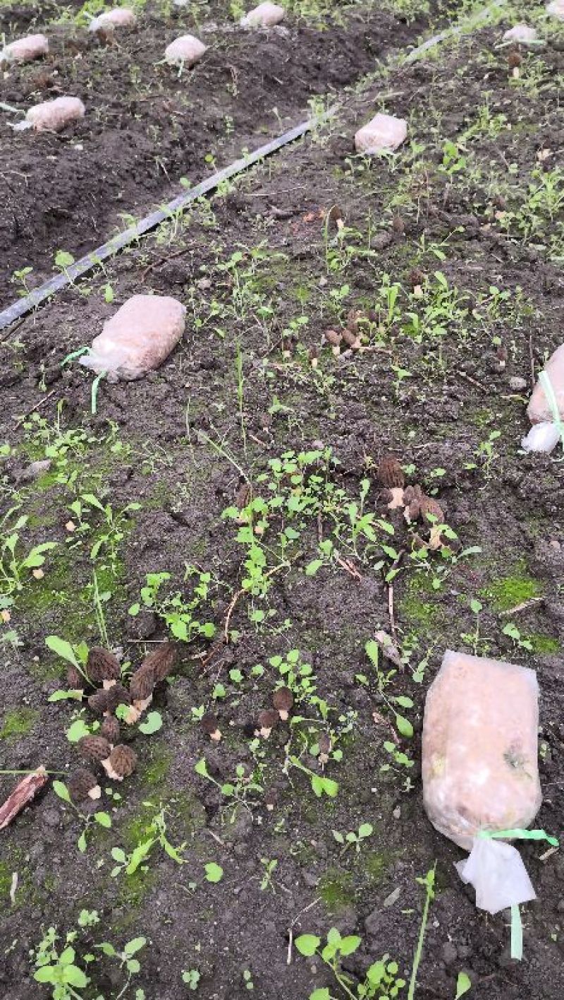 羊肚菌中上通货