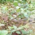 番石榴苗30~50cm