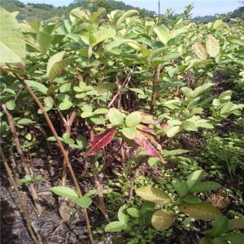番石榴苗30~50cm